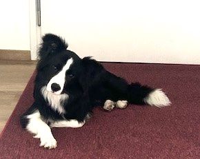 Border Collie Casso